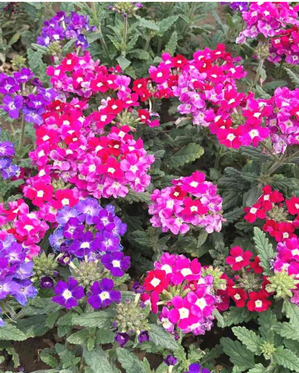 Verbena Flower seeds for Planting Garden Favorite Heirloom & GMO Free Seeds for Home Garden