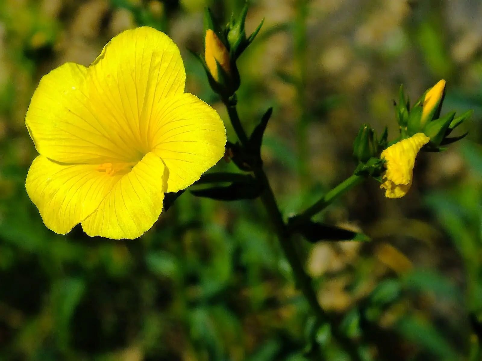 Yellow Linum Flavum Flower seeds for Planting - Shade Tolerant, Heirloom & GMO Free Seeds for Home Garden