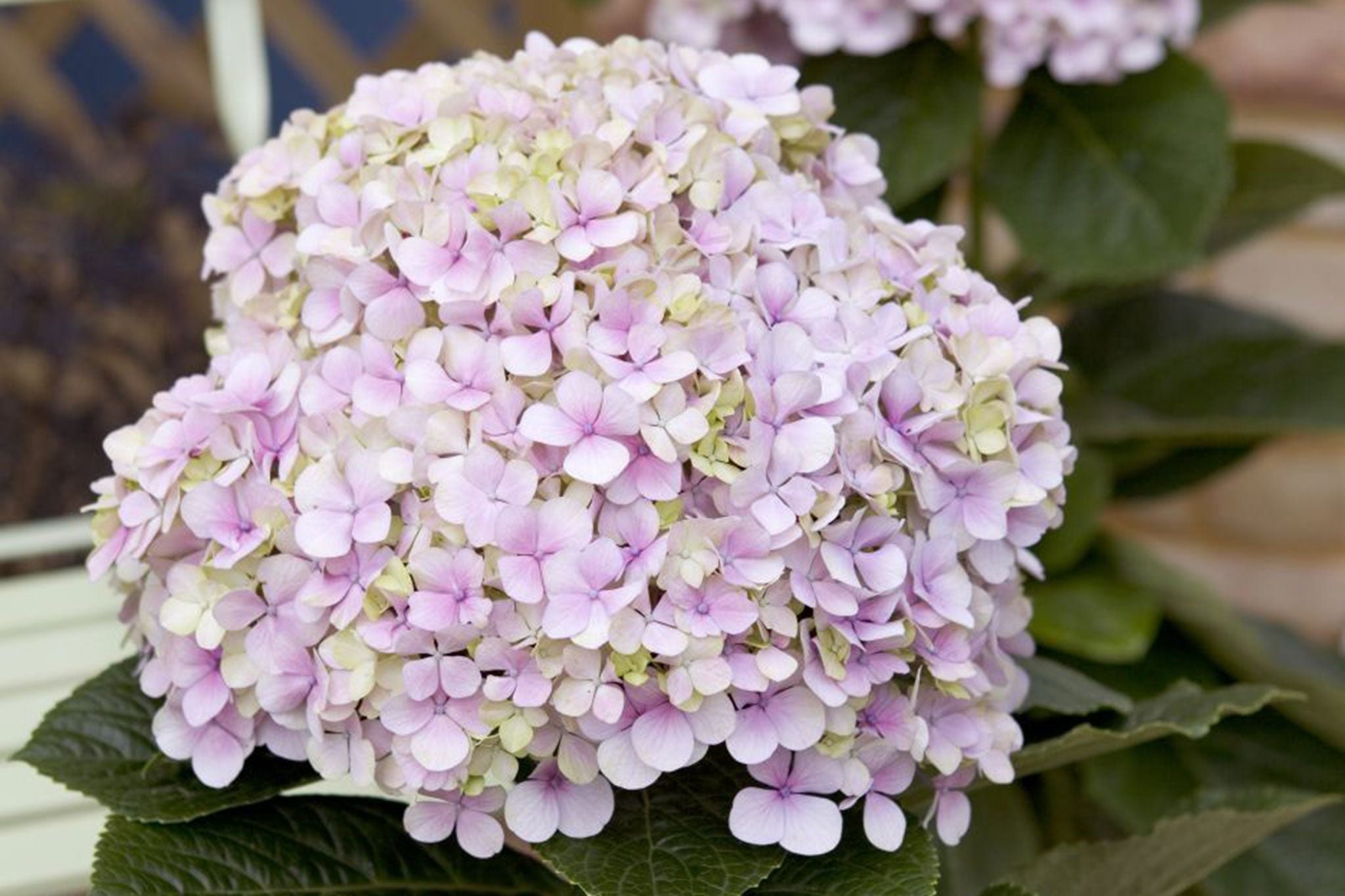 White Pink Hydrangea Seeds Flower seeds for Planting - Sun Loving, Heirloom & GMO Free Seeds for Home Garden