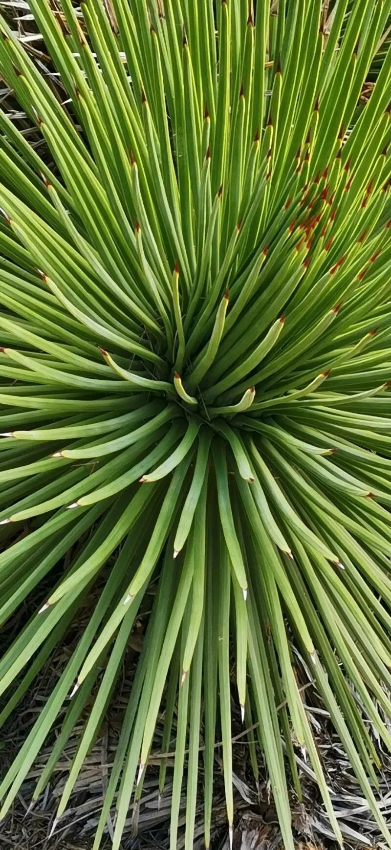 Green Agave Stricta Seeds for Planting