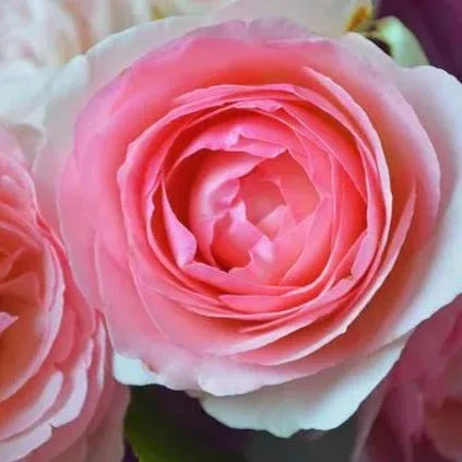 Pink Lonza Gemstone Flower Seeds blooming in flower beds, containers, borders, and pollinator-friendly gardens