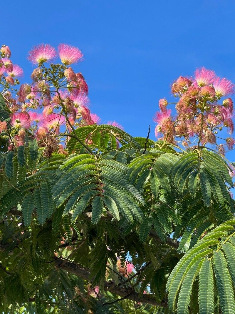 Pink Julibrissin Flower seeds for Planting - Hardy Variety, Heirloom & GMO Free Seeds for Home Garden