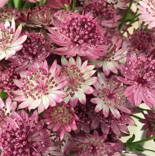 Maroon Astrantia Flower Seeds for Planting – Premium Heirloom, Non-GMO, High Germination Organic Garden Seeds