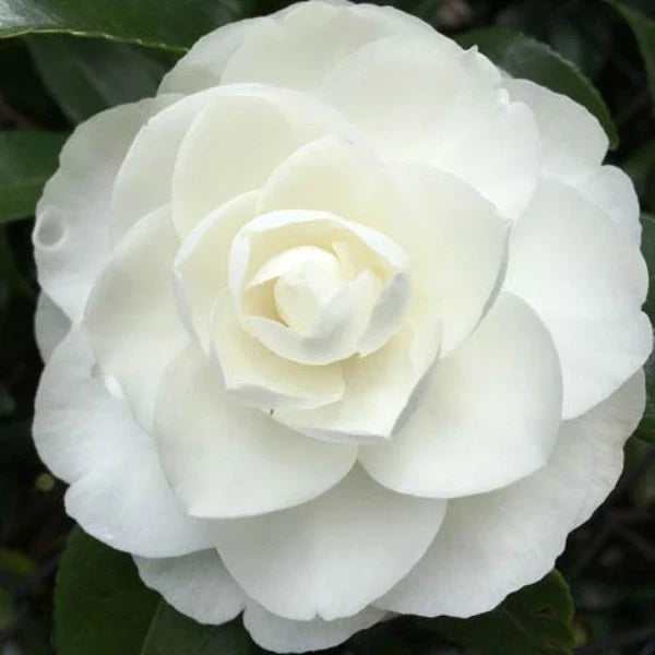 White Camellia Flores Flower Seeds for Planting Cut Flower Favorite Heirloom & GMO Free Seeds for Home Garden
Sale