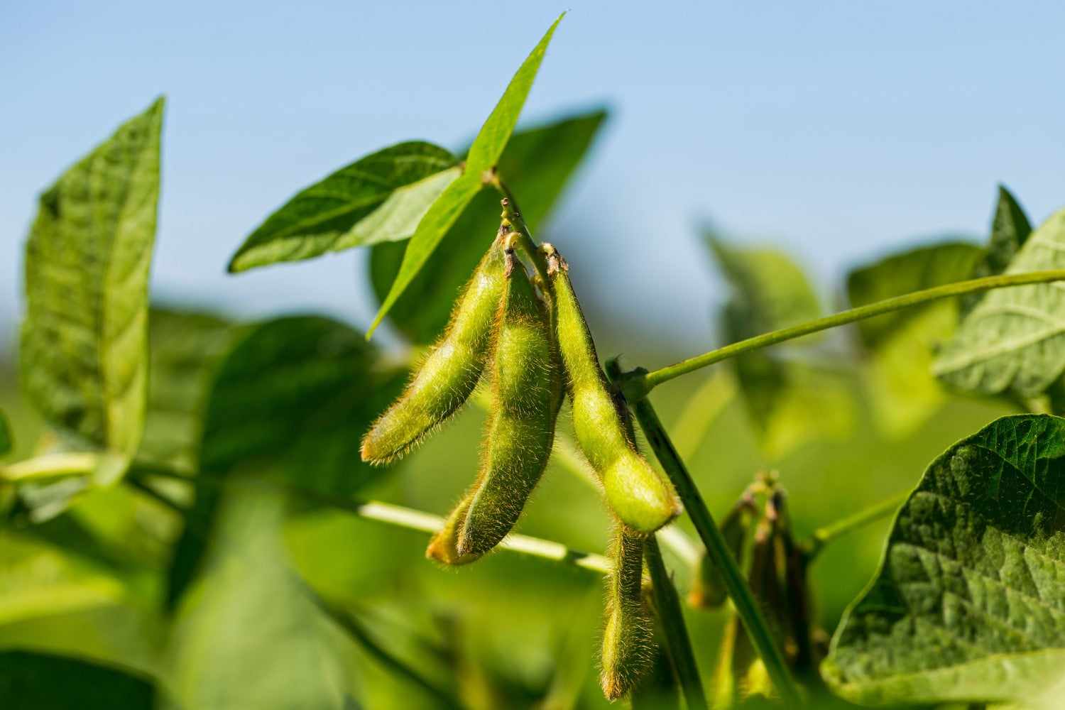 Black Soybean Planting Seeds Organic Vegetable Seeds