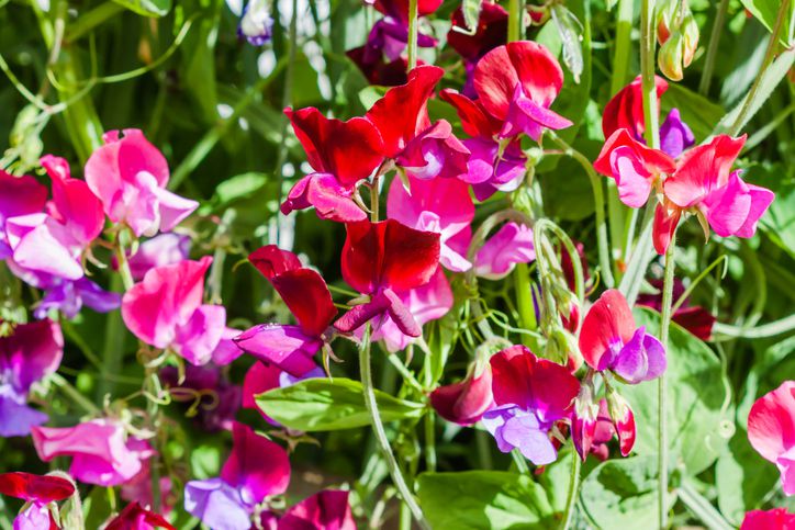 Lathyrus Odoratus Flower seeds for Planting - Wildflower Mix, Heirloom & GMO Free Seeds for Home Garden