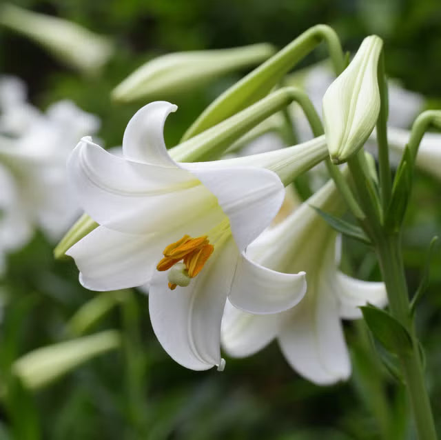 White Amaryllis Flower Seeds for Planting Vibrant Colors Heirloom & GMO Free Seeds for Home Garden
Sale
