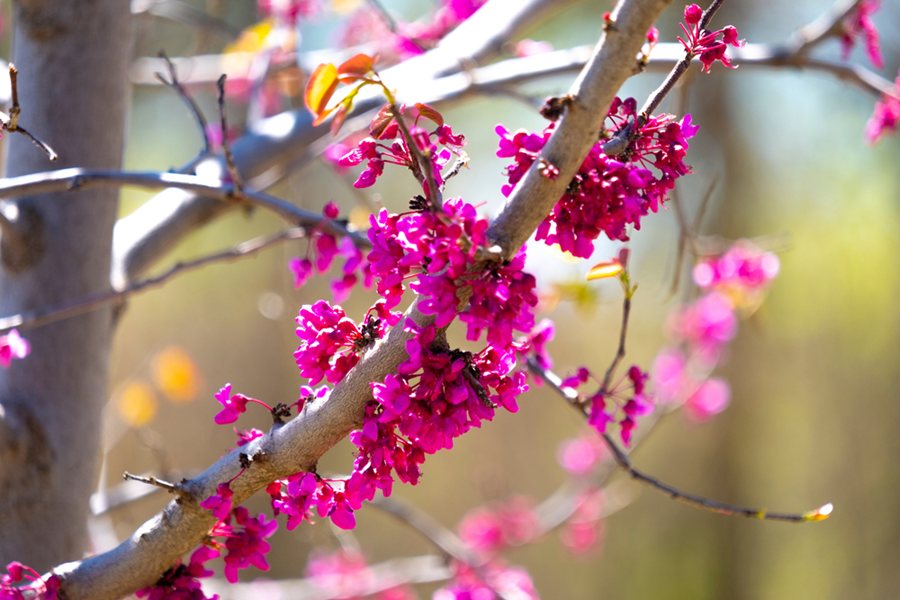 Violet Redbud Tree Seeds for Planting Collection