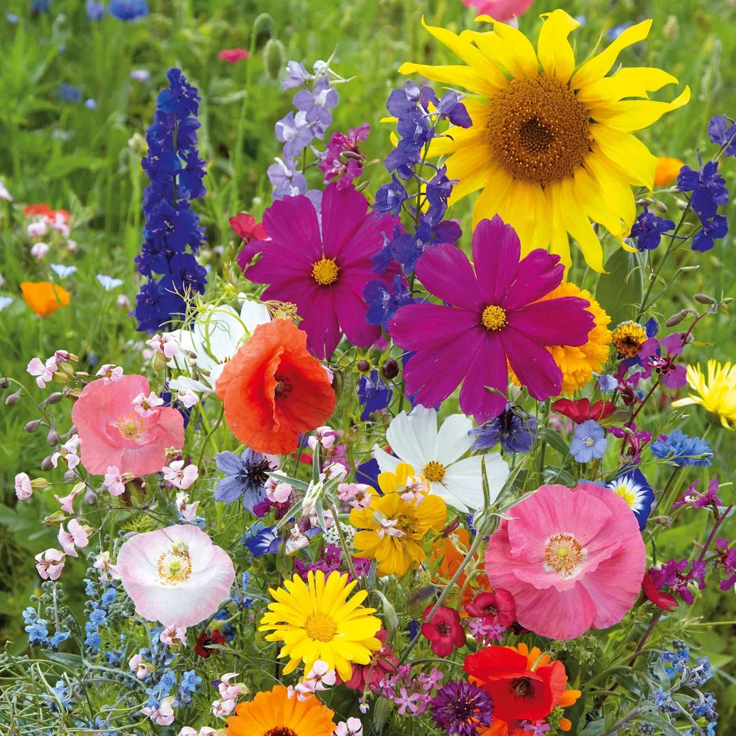 Easy Grow Cascade Mixed Seeds