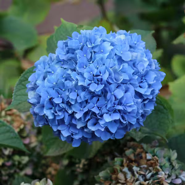 Easy Grow Dark Blue Hydrangea Seeds
