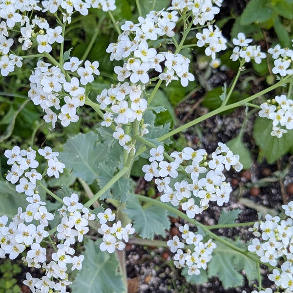 Easy Grow Seakale Flower Seeds