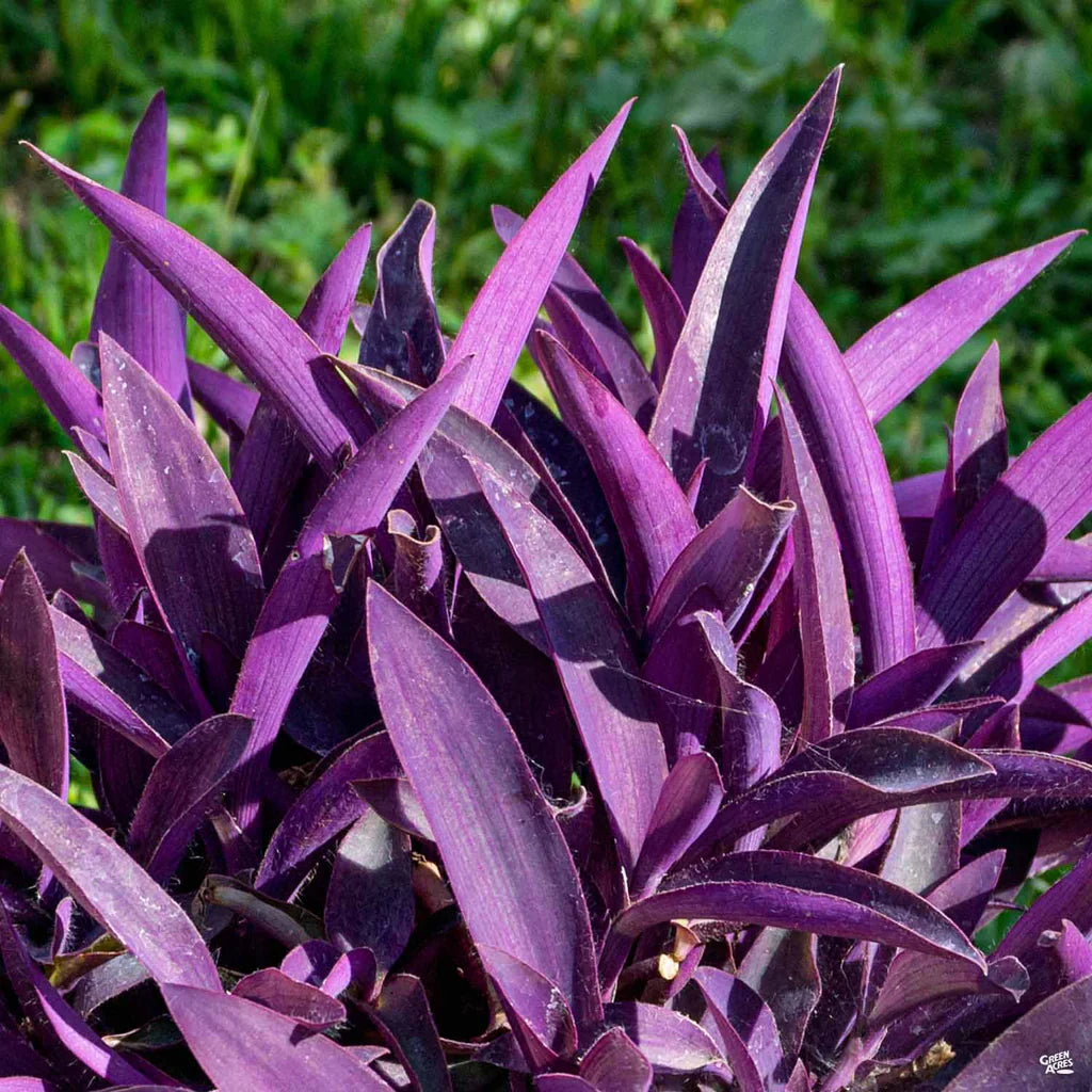 Easy Grow Setcreasea Planting Seeds