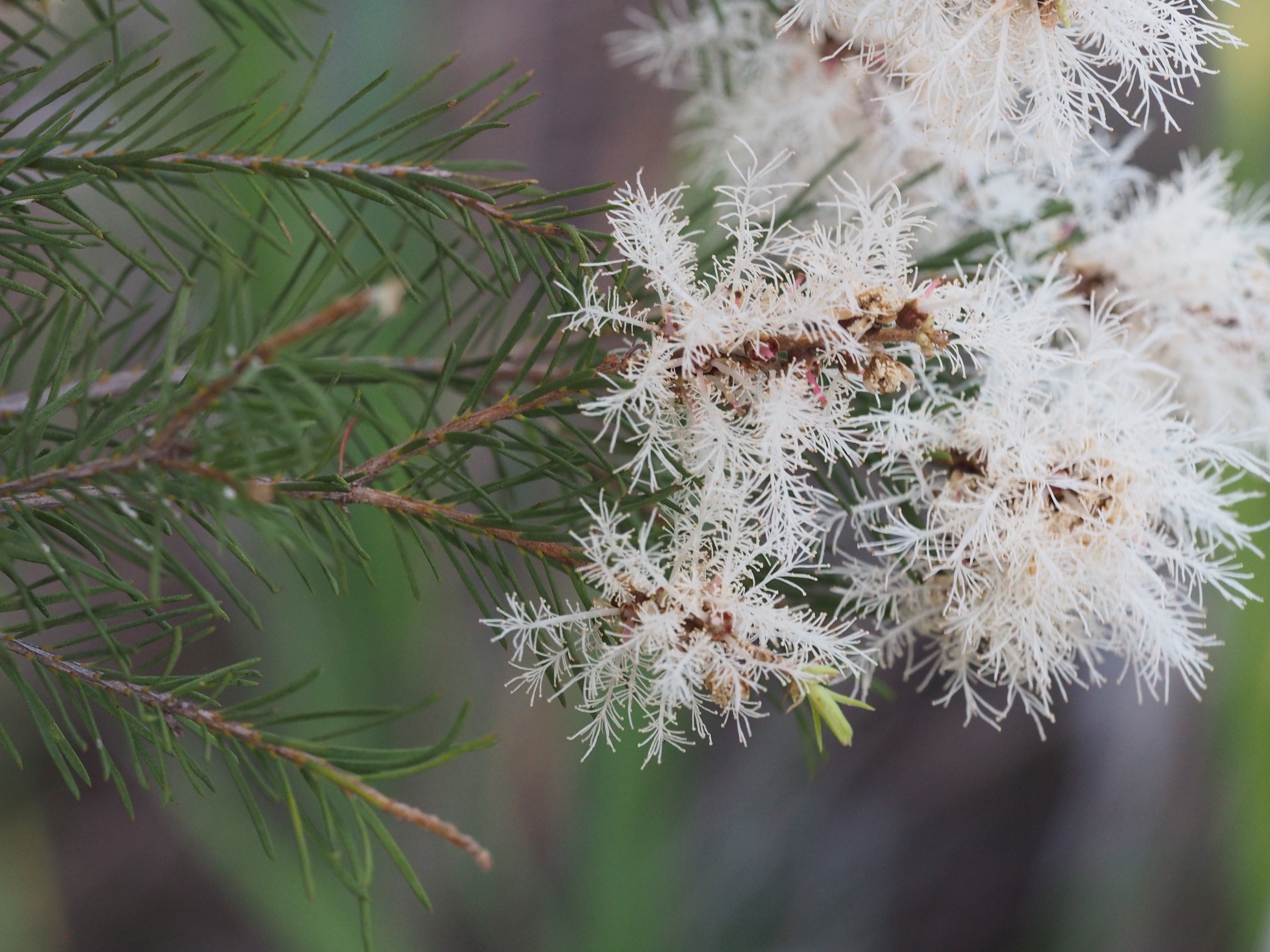 Easy to grow Alternifolia seeds for containers and gardens
