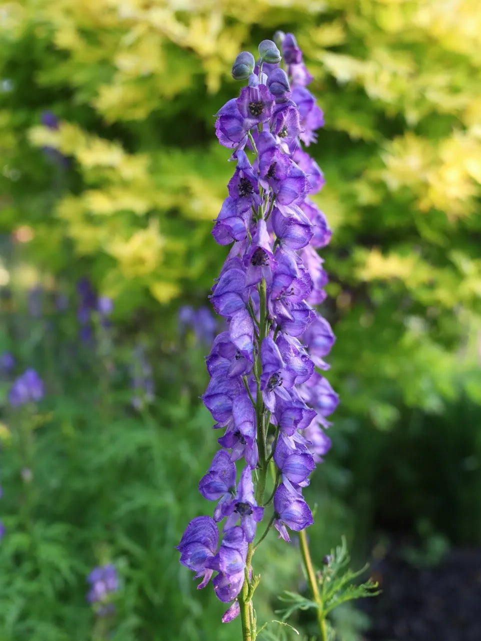 Easy to grow Blue Carmichaelii seeds for home gardening