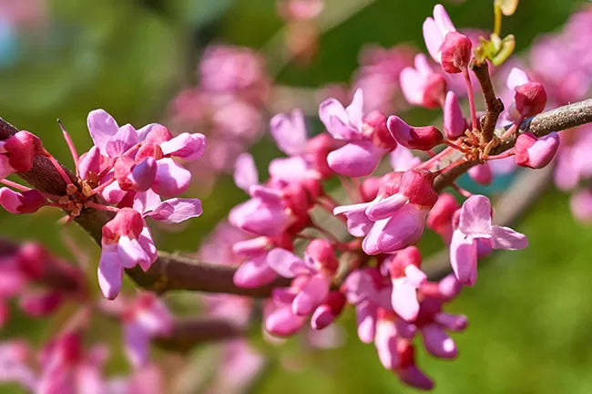 Easy to grow Brown Redbud seeds for landscape planting