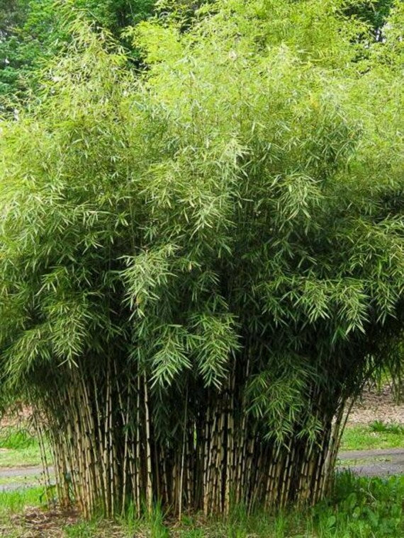 Vibrant Fargesia Bamboo seeds for ornamental landscapes