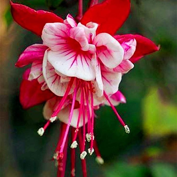 Vibrant Red White Fuchsia seeds for long-lasting flowering
