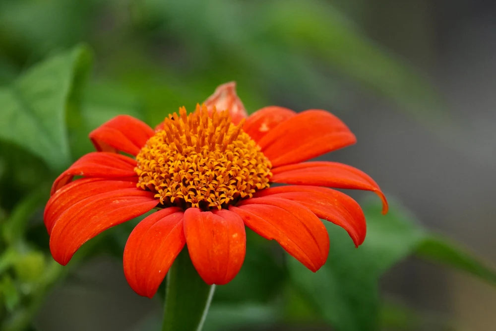 Mexican Flower seeds for Planting Seasonal Bloomer Heirloom & GMO Free Seeds for Home Garden