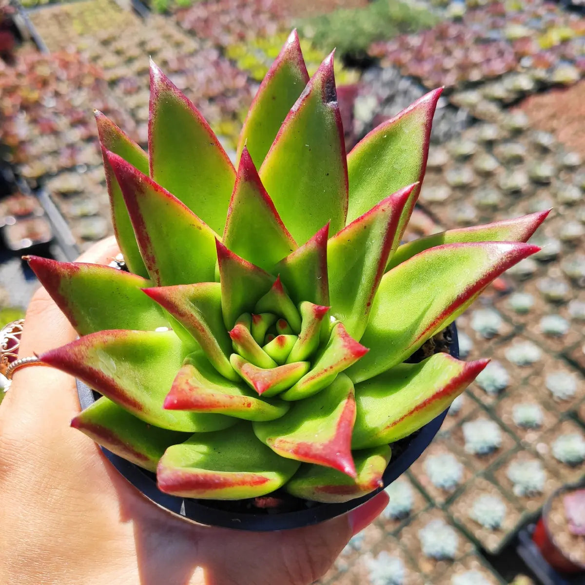 Agavoides Plant Seeds for Easy Planting