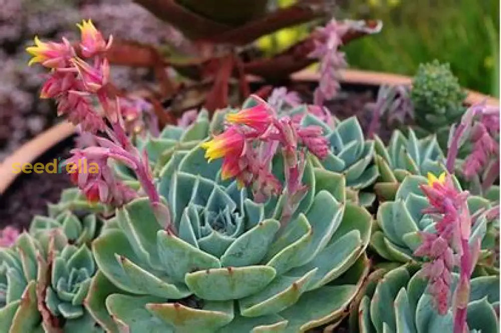 Echeveria Rezry Seeds For Planting - Grow Unique Succulent Plants Plant Seeds