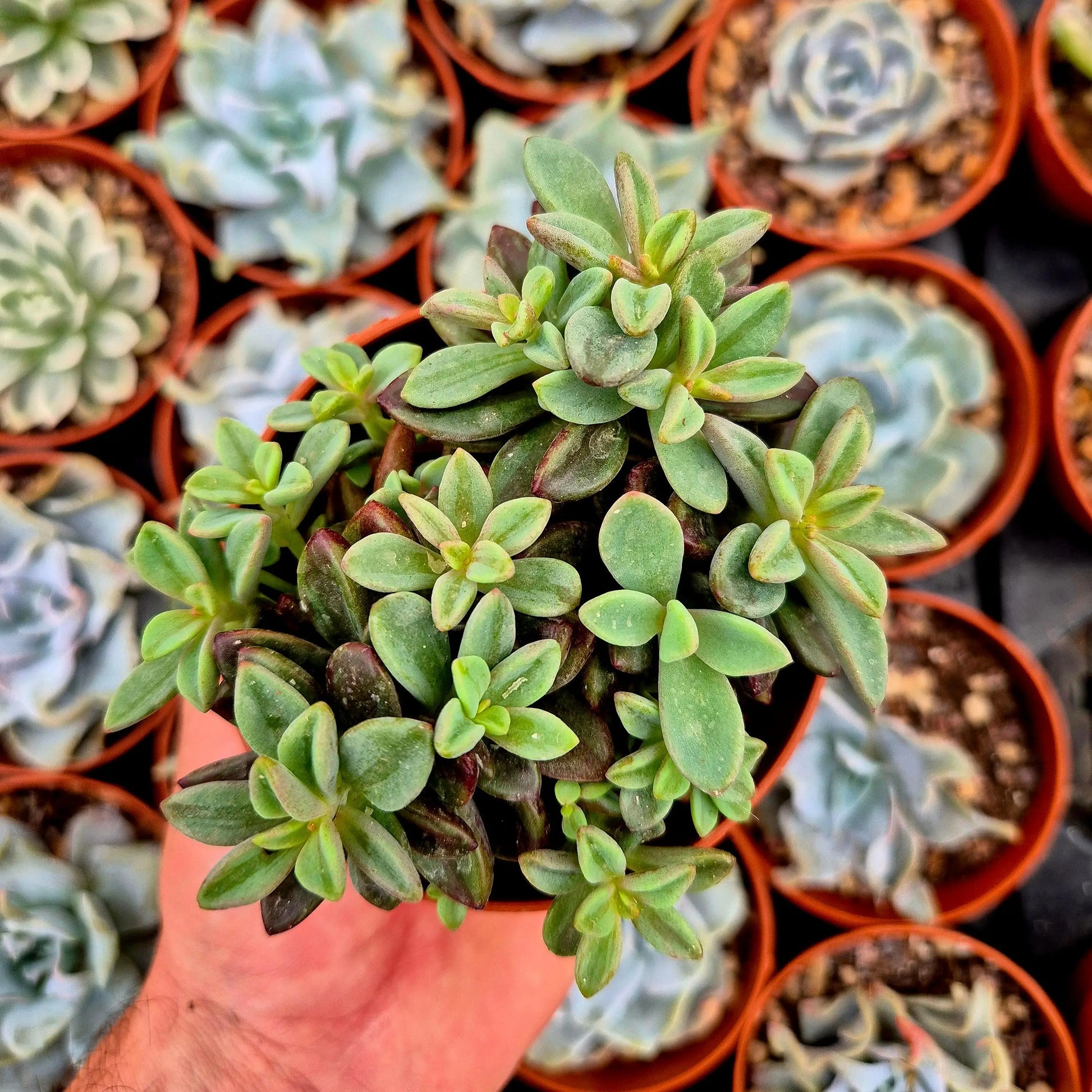 Echeveria Rezry Seeds for Planting - Grow Unique Succulent Plants