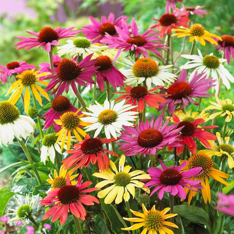 Mixed ConeFlower seeds blooming in flower beds, containers, borders, and pollinator-friendly gardens