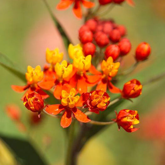 Asclepias (Milkweed) Seeds – Organic Perennial for Bees & Butterflies