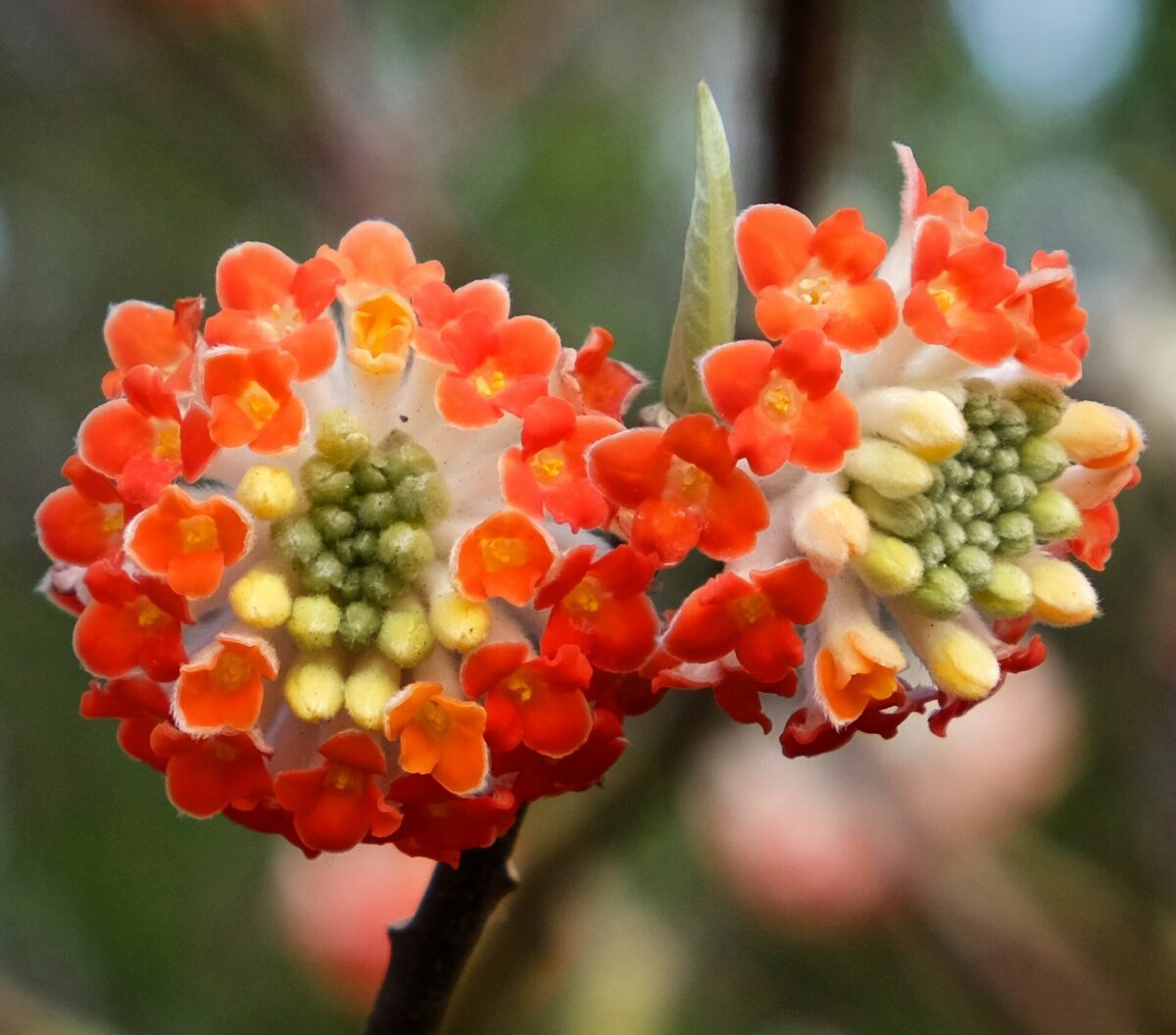 Red Edgeworthia Flower seeds for Planting - Easy to Grow, Heirloom & GMO Free Seeds for Home Garden