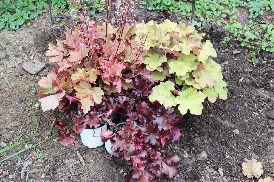 Heuchera Versatile Foliage Superstars Flower seeds blooming in flower beds, containers, borders, and pollinator-friendly gardens