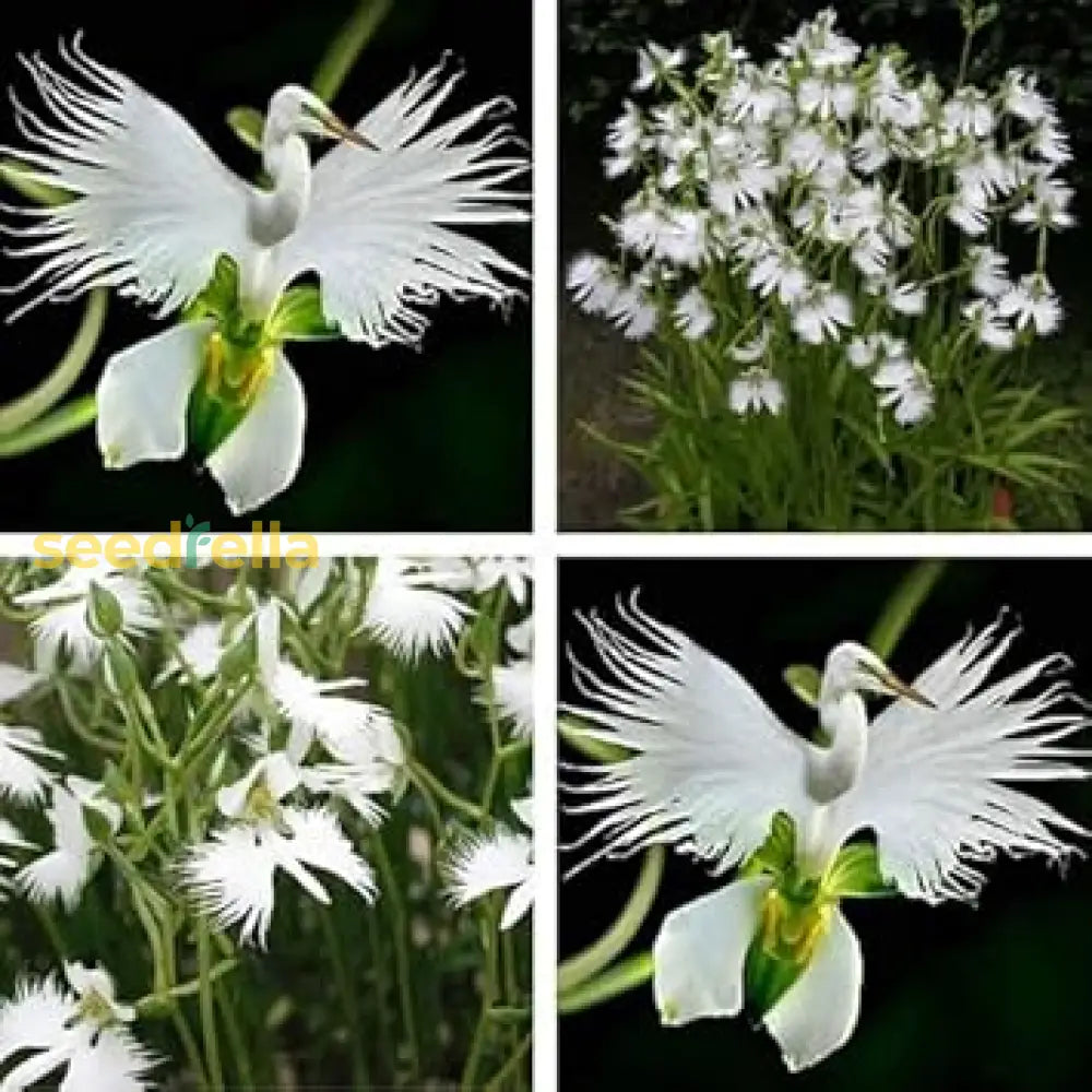 Egret Orchid Seeds For Planting Create A Stunning Garden Display Flower