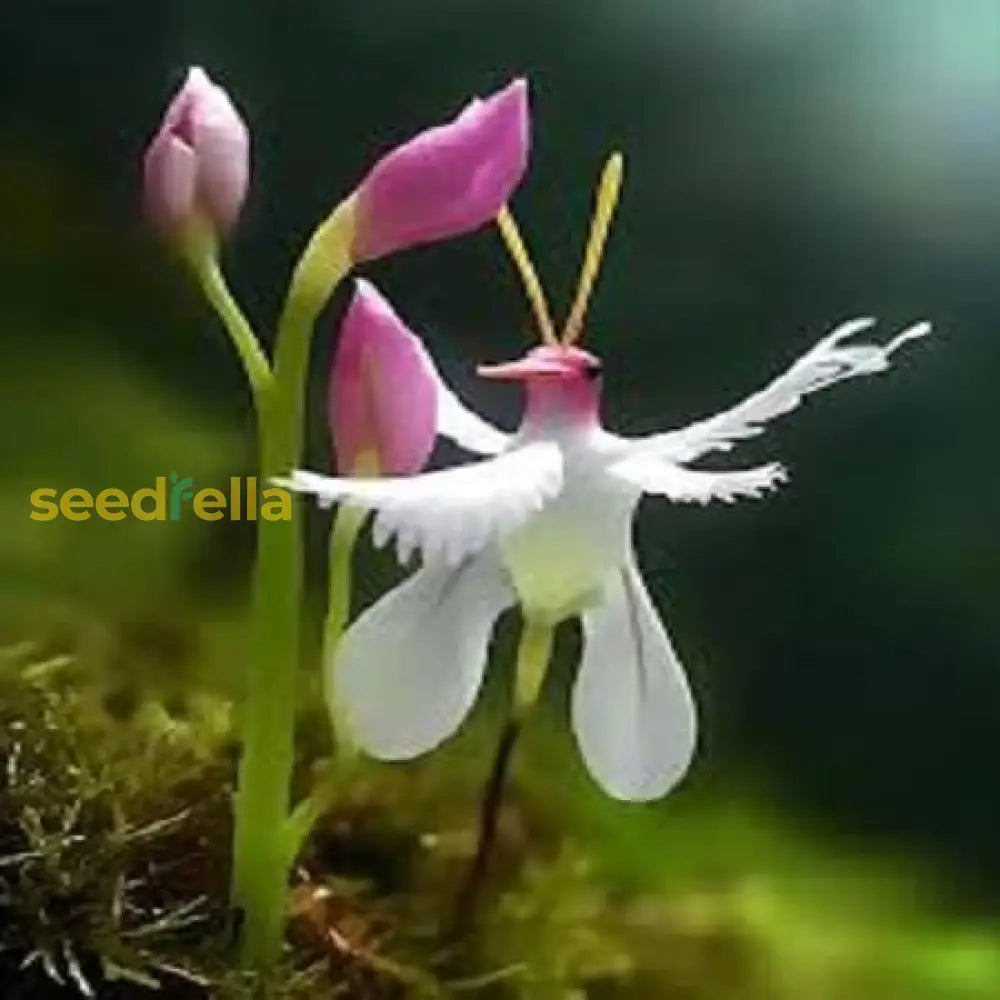 Egret Orchid Seeds For Planting Create A Stunning Garden Display Flower