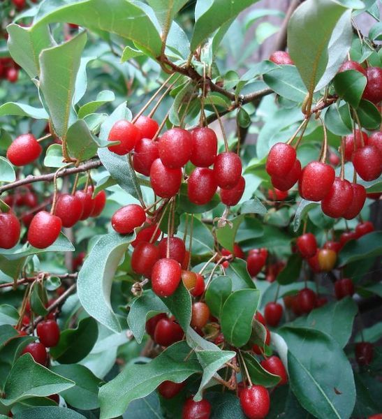 Goumi Fruit Seeds for Planting - Grow Your Own Delicious, Antioxidant-Rich Berries