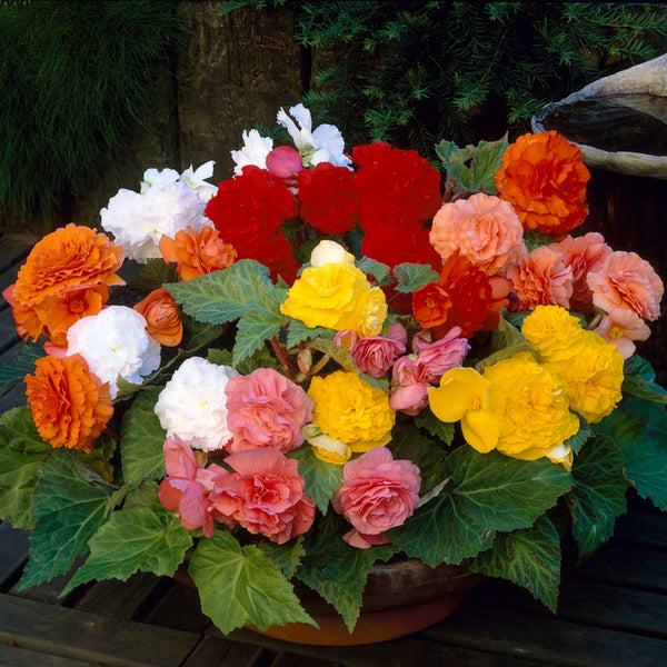Begonia Flower seeds for Planting Compact Growth Heirloom & GMO Free Seeds for Home Garden
Sale for planting in home garden