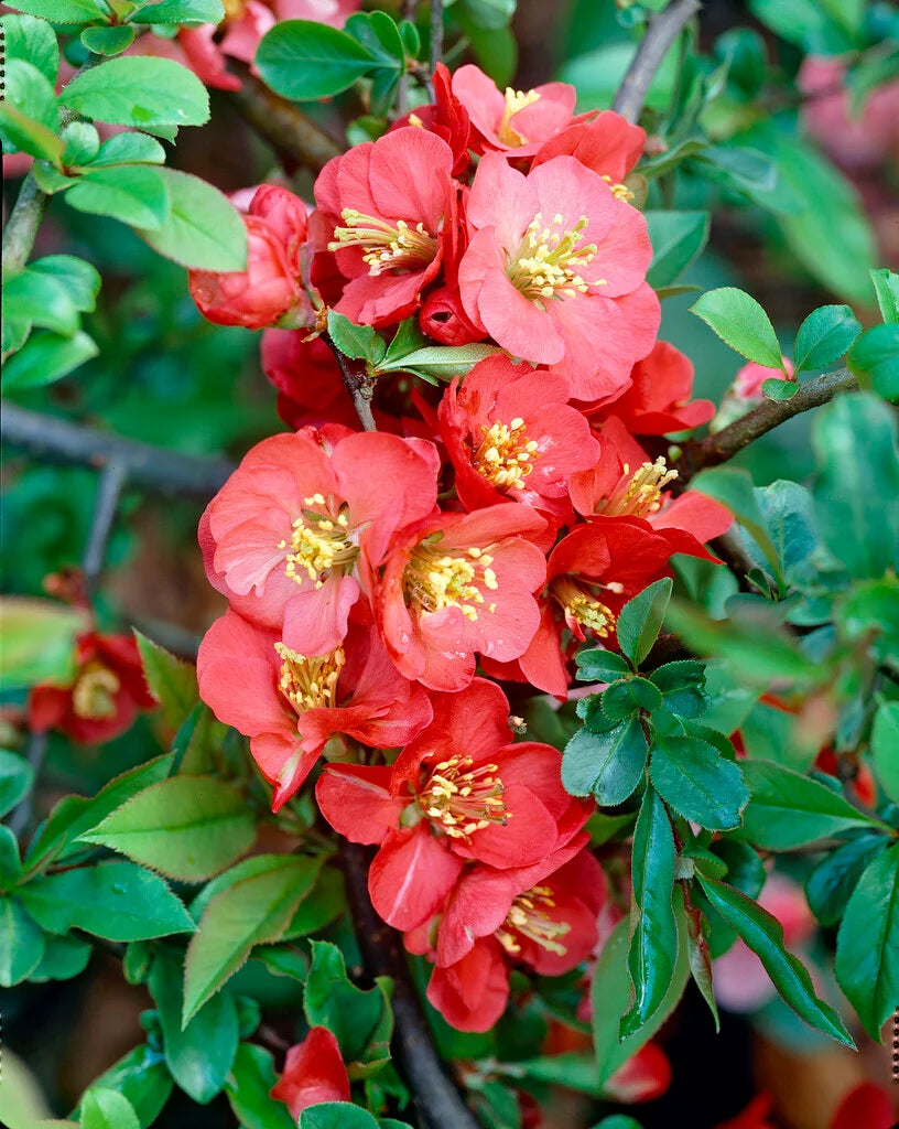 Pink Chaenomeles Flower seeds for Planting - Long Bloom Season, Heirloom & GMO Free Seeds for Home Garden
