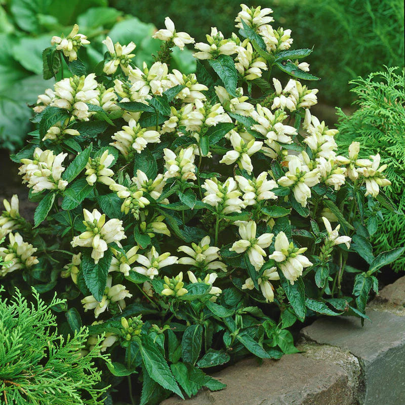 Chelone Glabra Flower seeds for Planting Cottage Garden Essential Heirloom & GMO Free Seeds for Home Garden
Sale