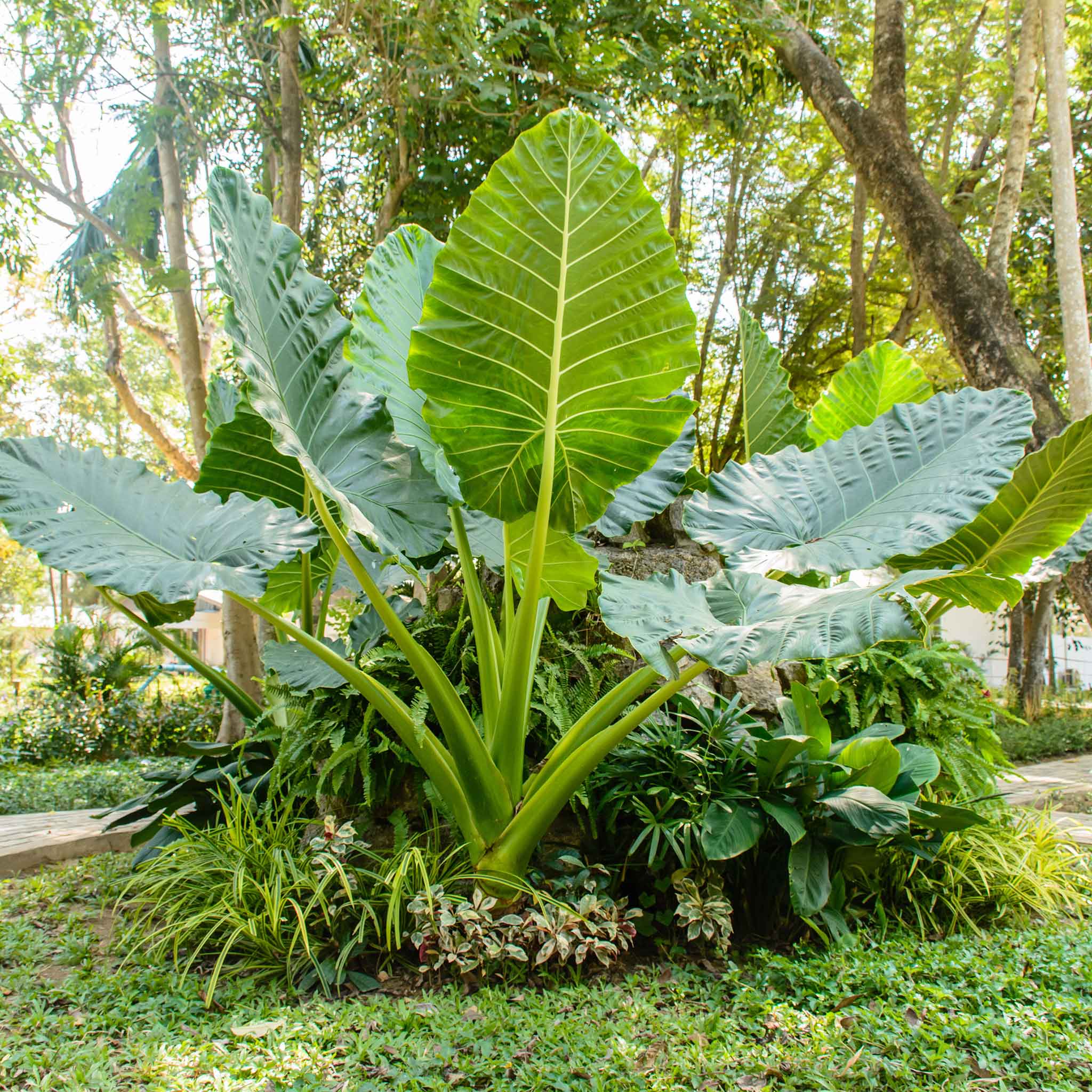 Elephant's Ear Flower seeds for Planting - Long Bloom Season, Heirloom & GMO Free Seeds for Home Garden