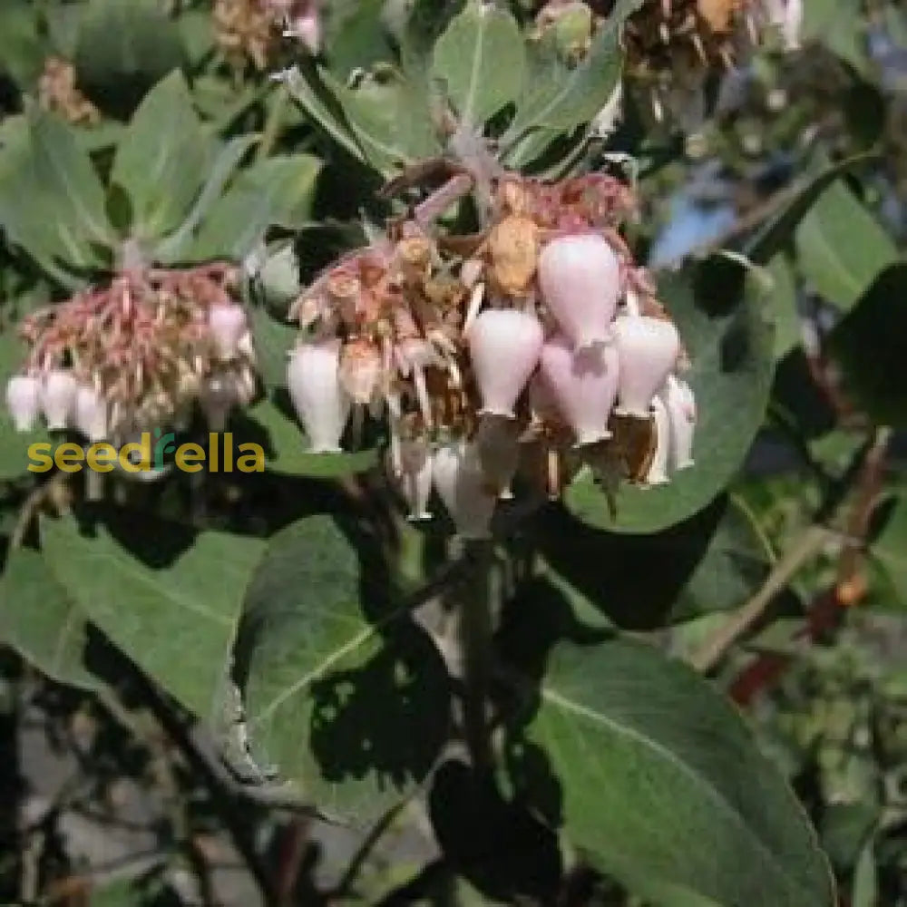 Elevate Your Outdoors With Whiteleaf Manzanita Planting Seed For Stunning Shrubbery Flower Seeds