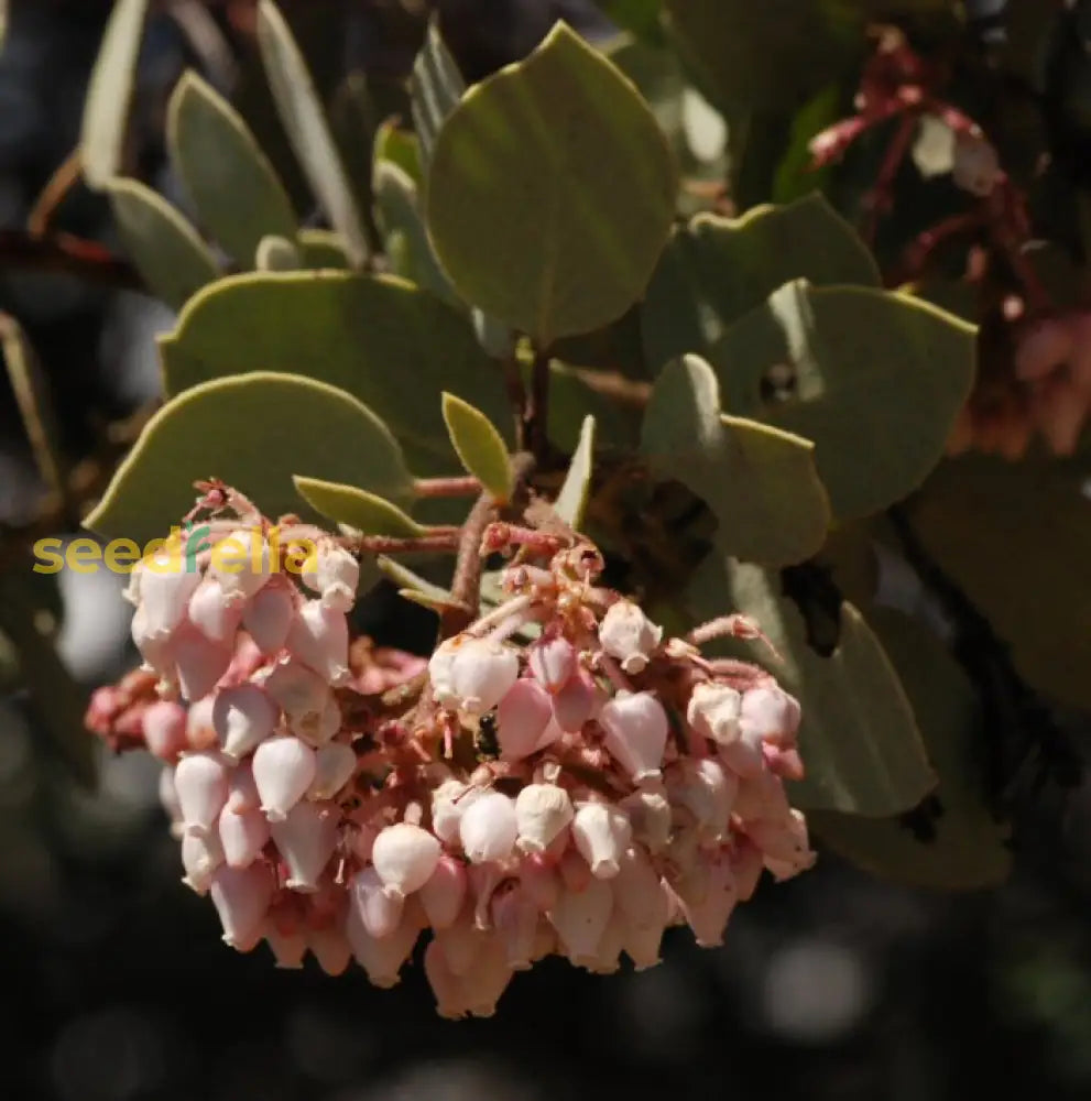 Elevate Your Outdoors With Whiteleaf Manzanita Planting Seed For Stunning Shrubbery Flower Seeds