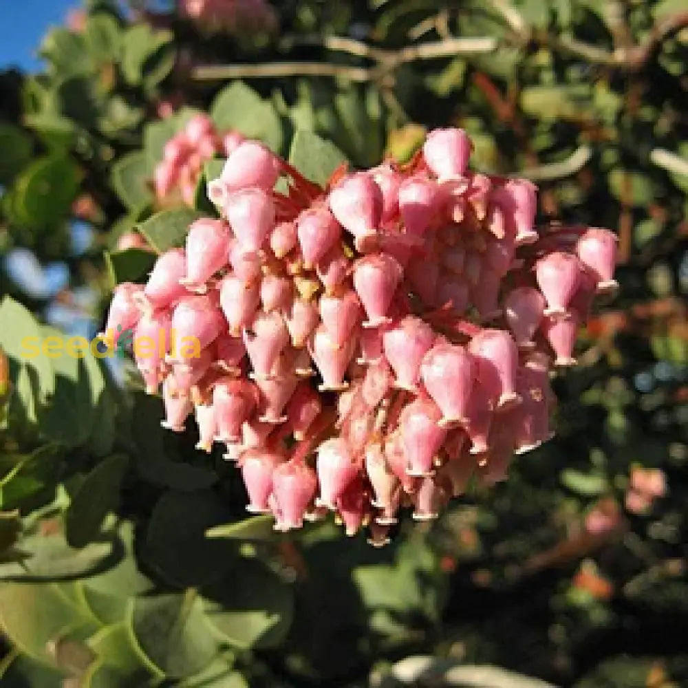 Elevate Your Outdoors With Whiteleaf Manzanita Planting Seed For Stunning Shrubbery Flower Seeds