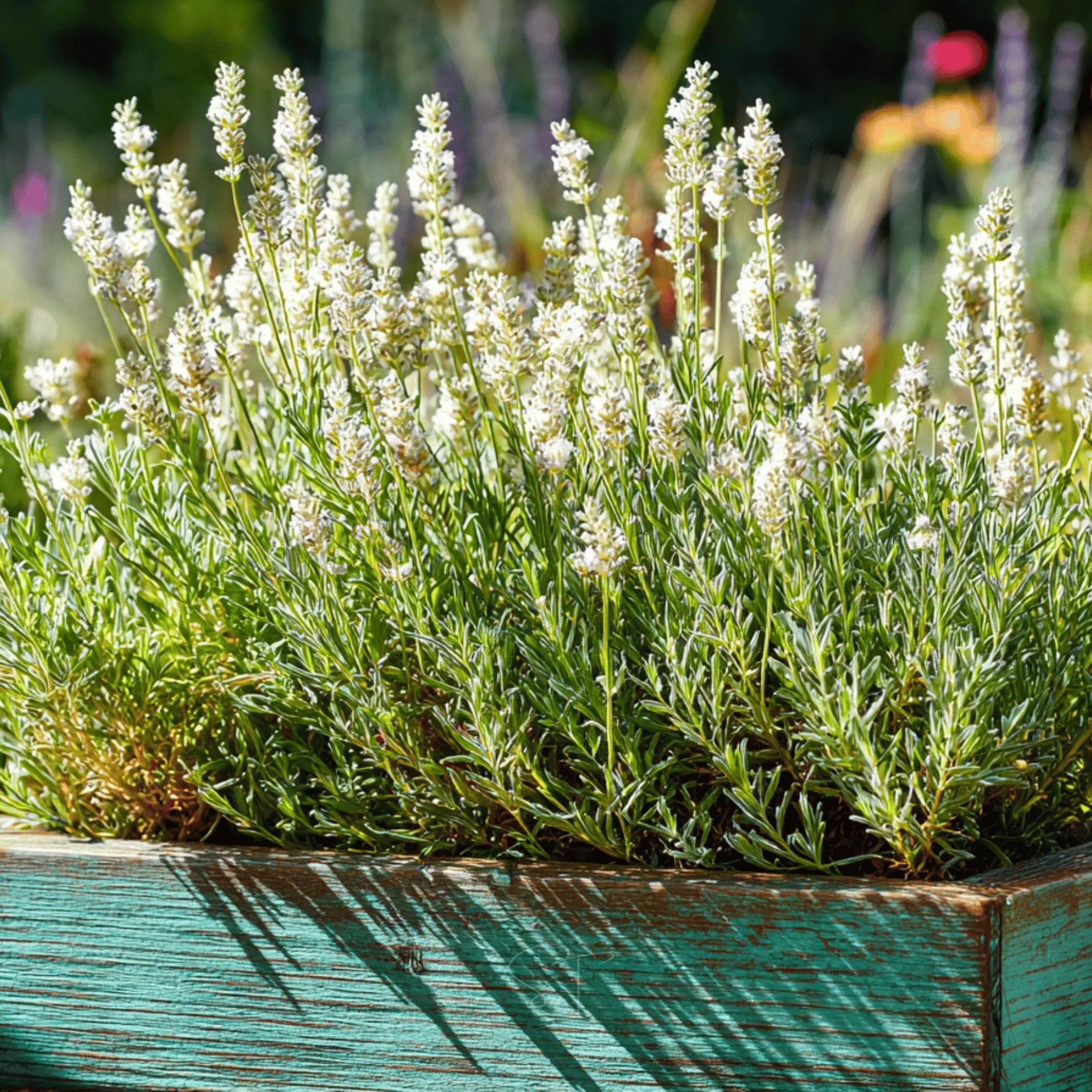 Ellagance Flower seeds for Planting Wildflower Mix Heirloom & GMO Free Seeds for Home Garden