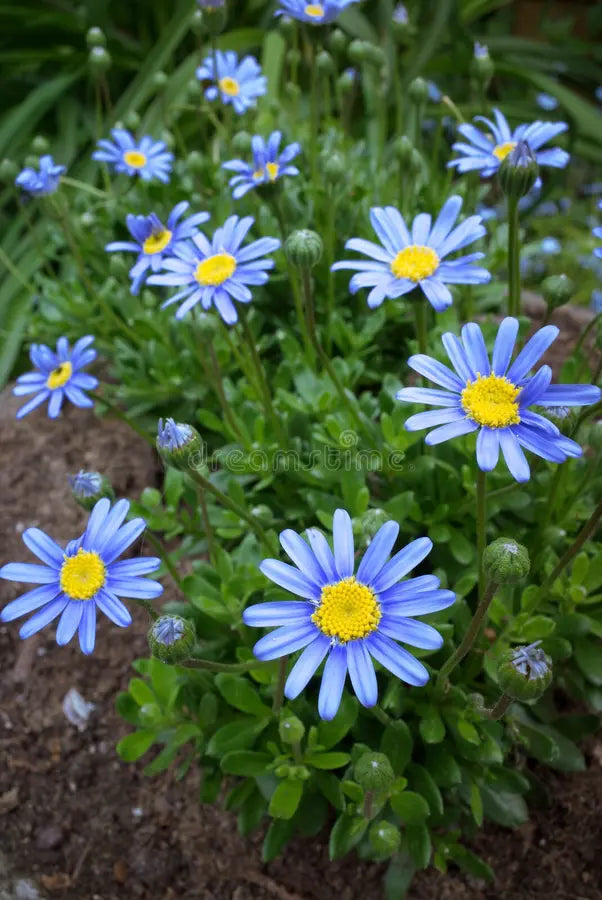 Blue Felicia Amelloides Flower seeds for Planting - Sun Loving, Heirloom & GMO Free Seeds for Home Garden