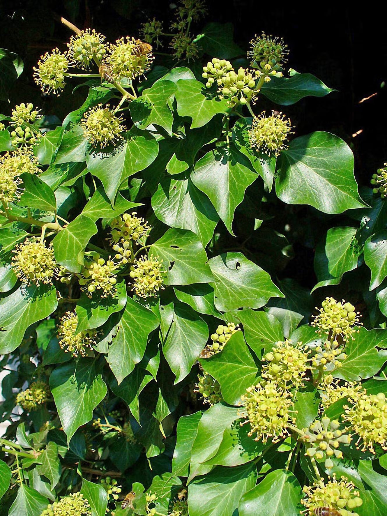 Ivy Flower seeds blooming in flower beds, containers, borders, and pollinator-friendly gardens
