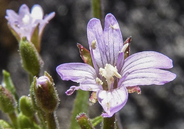Epilobium Glandulosum Flower seeds for Planting - Easy to Grow, Heirloom & GMO Free Seeds for Home Garden