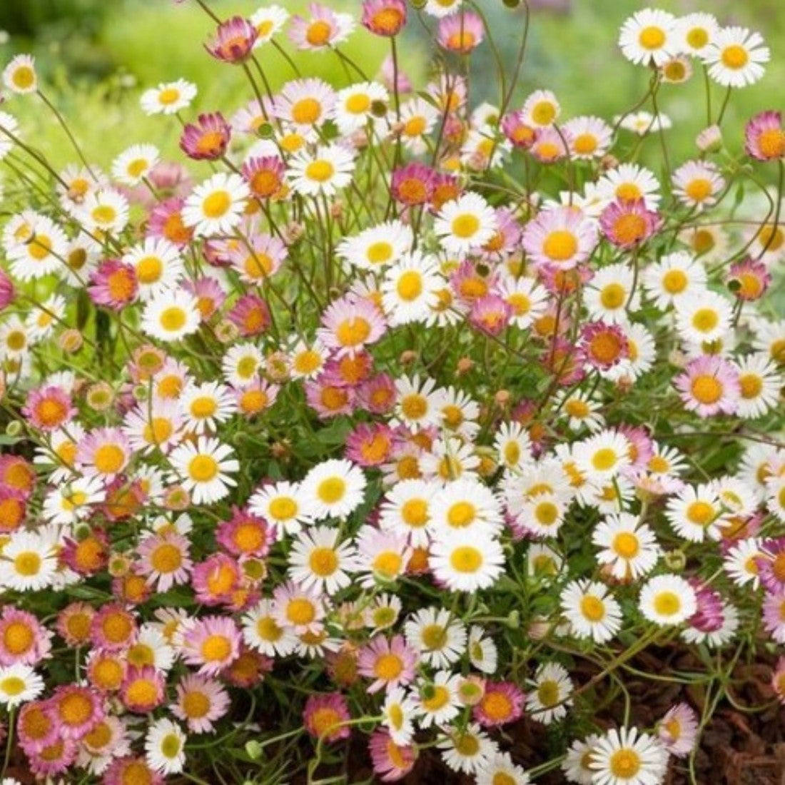 Mixed Erigeron Flower seeds for Planting - Drought Tolerant, Heirloom & GMO Free Seeds for Home Garden