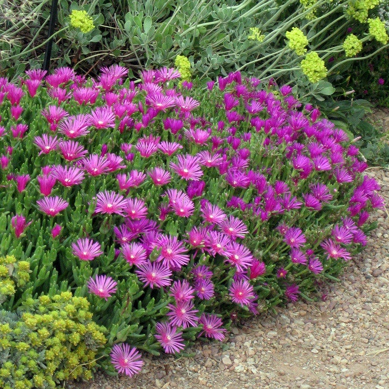 Purple Delosperma Flower seeds for Planting - Bright Blooms, Heirloom & GMO Free Seeds for Home Garden