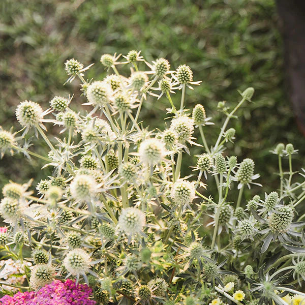 White Eryginum Flower Seeds Planting