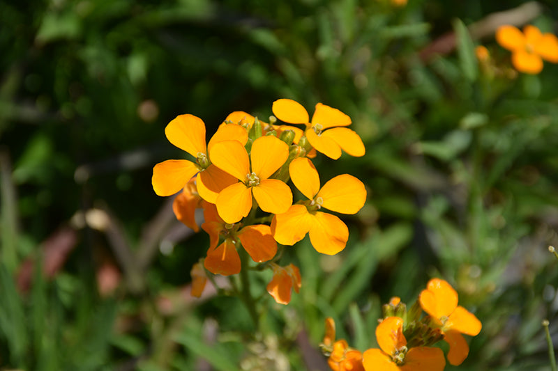 Orange wallflower seeds for garden borders and beds