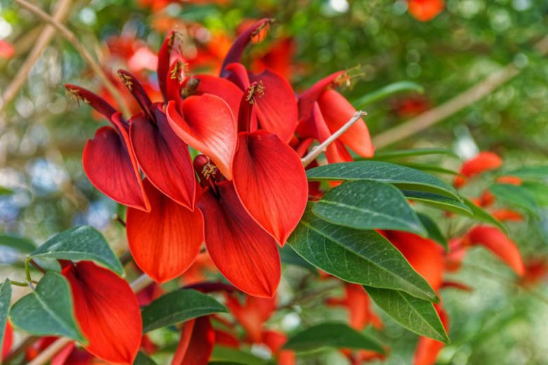 Erythrina Flower seeds for Planting - Seasonal Bloomer, Heirloom & GMO Free Seeds for Home Garden