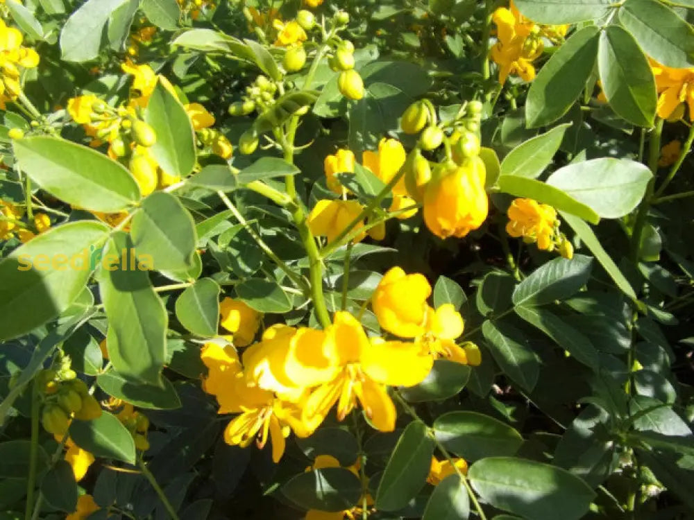 Erythrina Crista Galli Yellow Flower Seeds Ideal For Planting