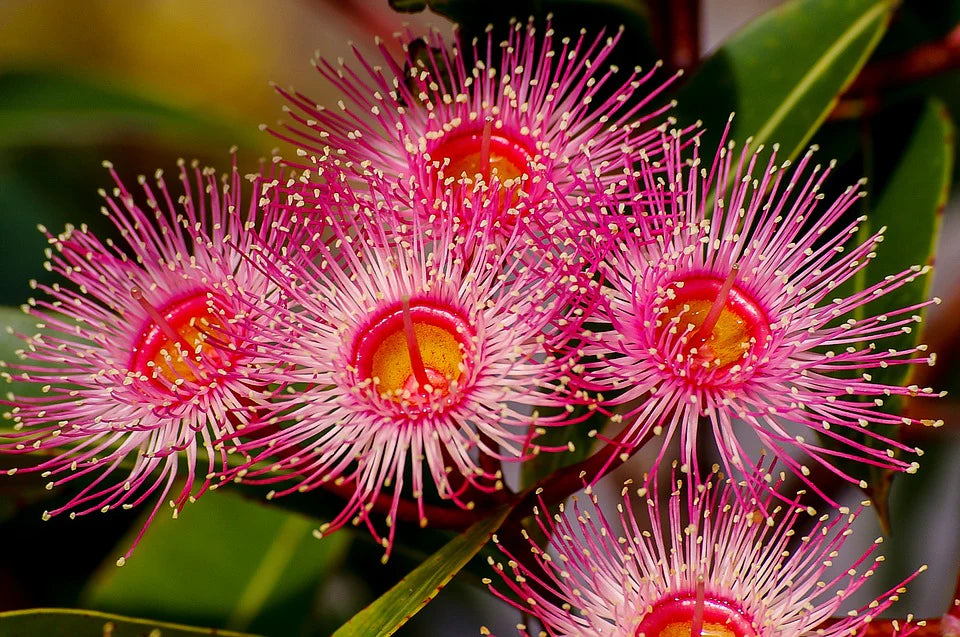 Ficifolia Flower seeds for Planting - Premium Quality, Heirloom & GMO Free Seeds for Home Garden